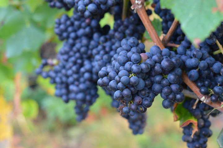 Lambrusco Grapes