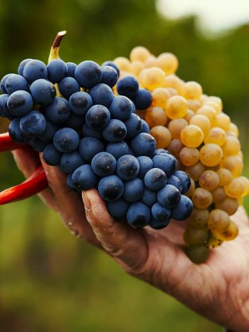 Lambrusco and Trebbiano Grapes