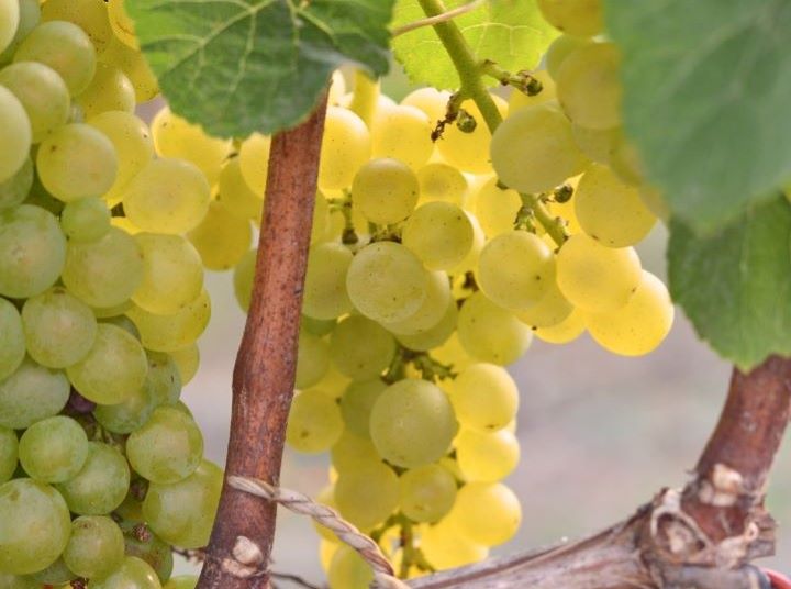 Trebbiano grapes